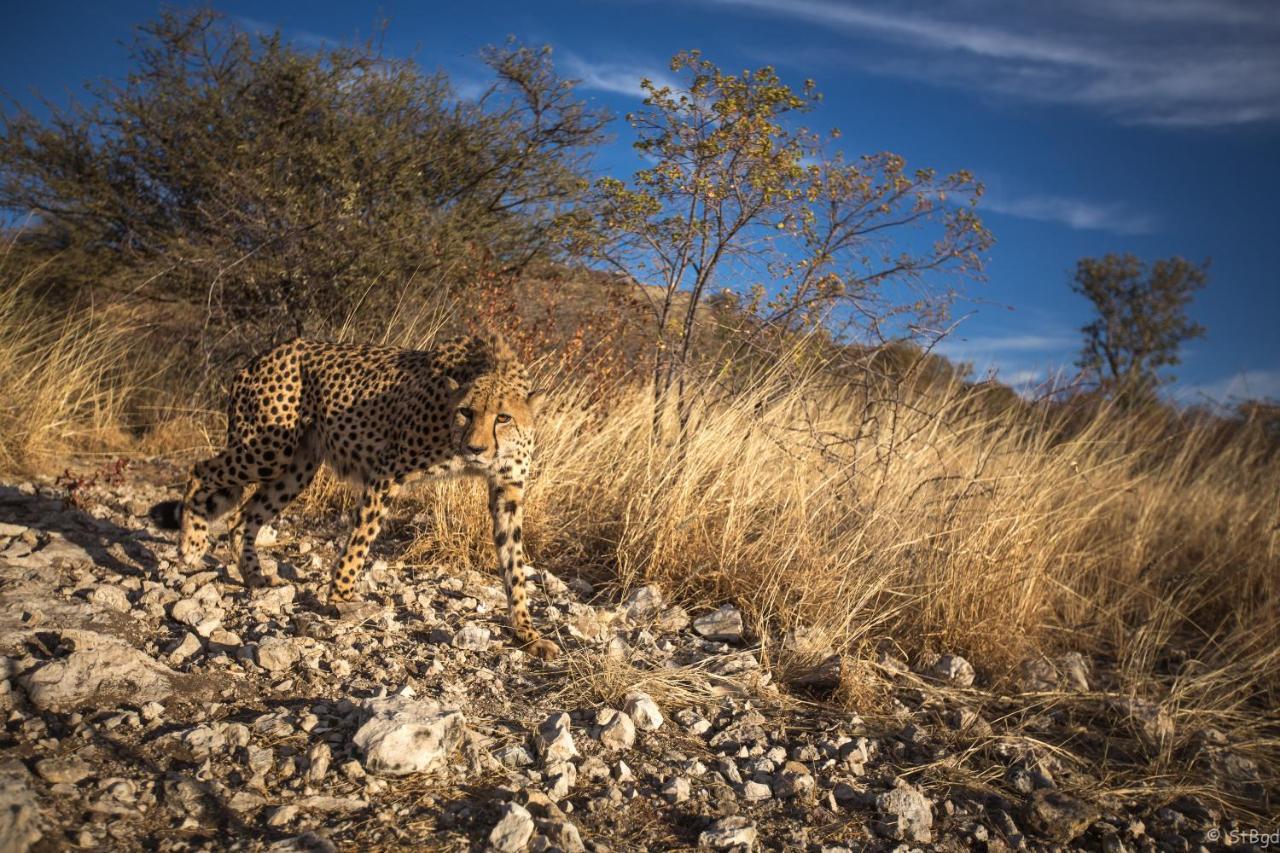 Aloegrove Safari Lodge Очиваронго Экстерьер фото