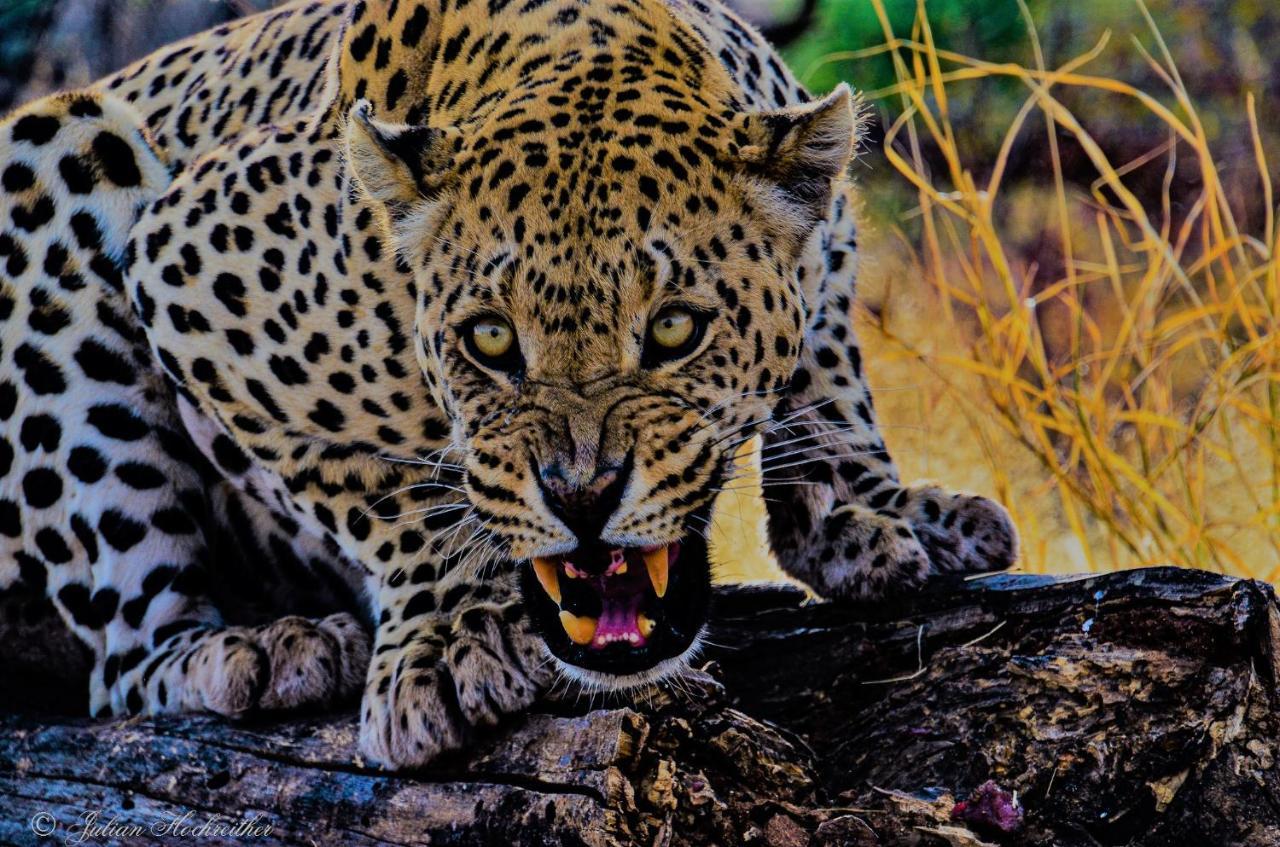 Aloegrove Safari Lodge Очиваронго Экстерьер фото