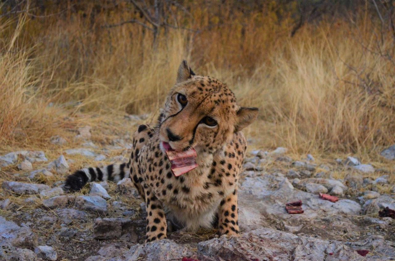 Aloegrove Safari Lodge Очиваронго Экстерьер фото