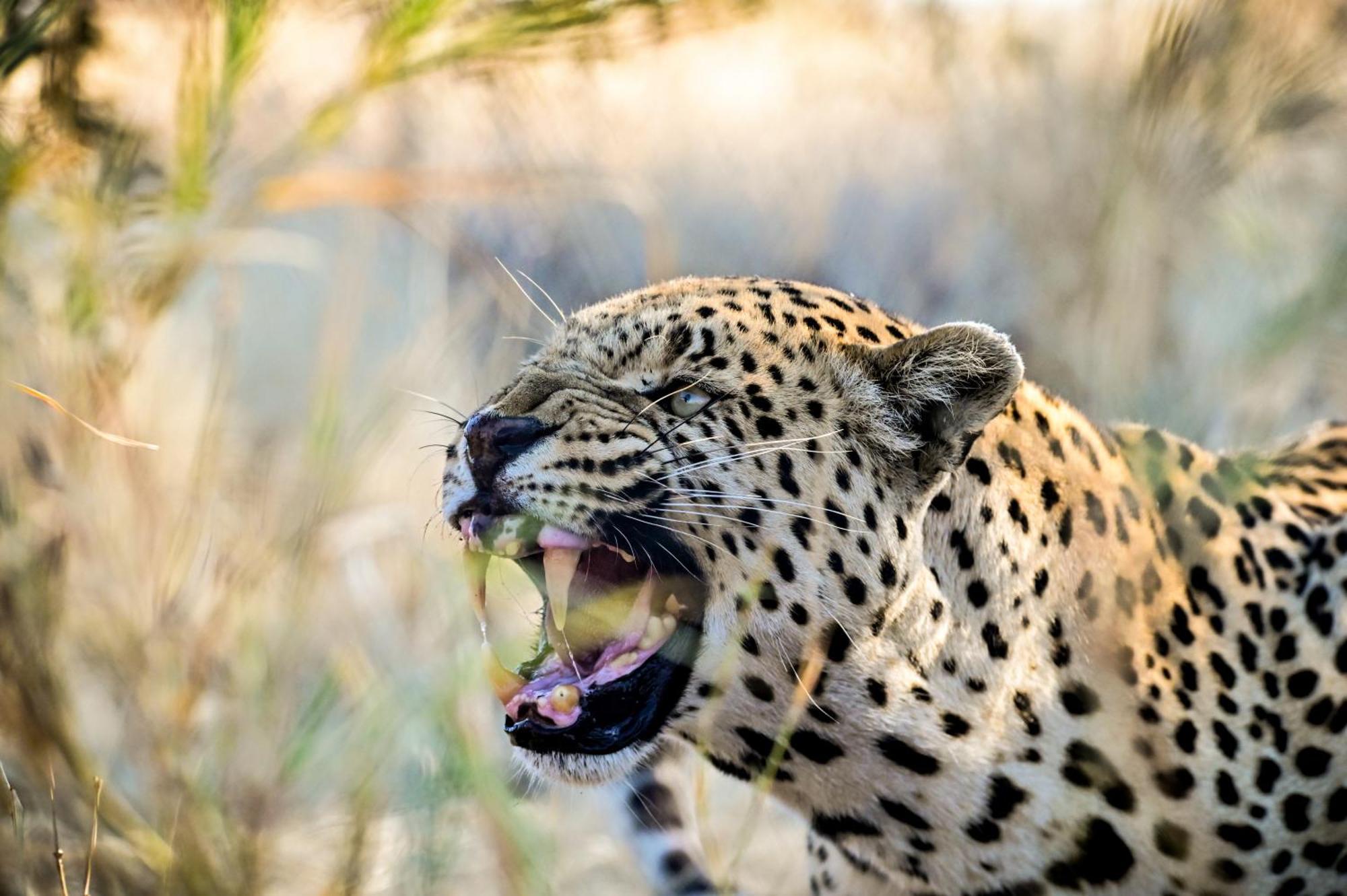 Aloegrove Safari Lodge Очиваронго Экстерьер фото