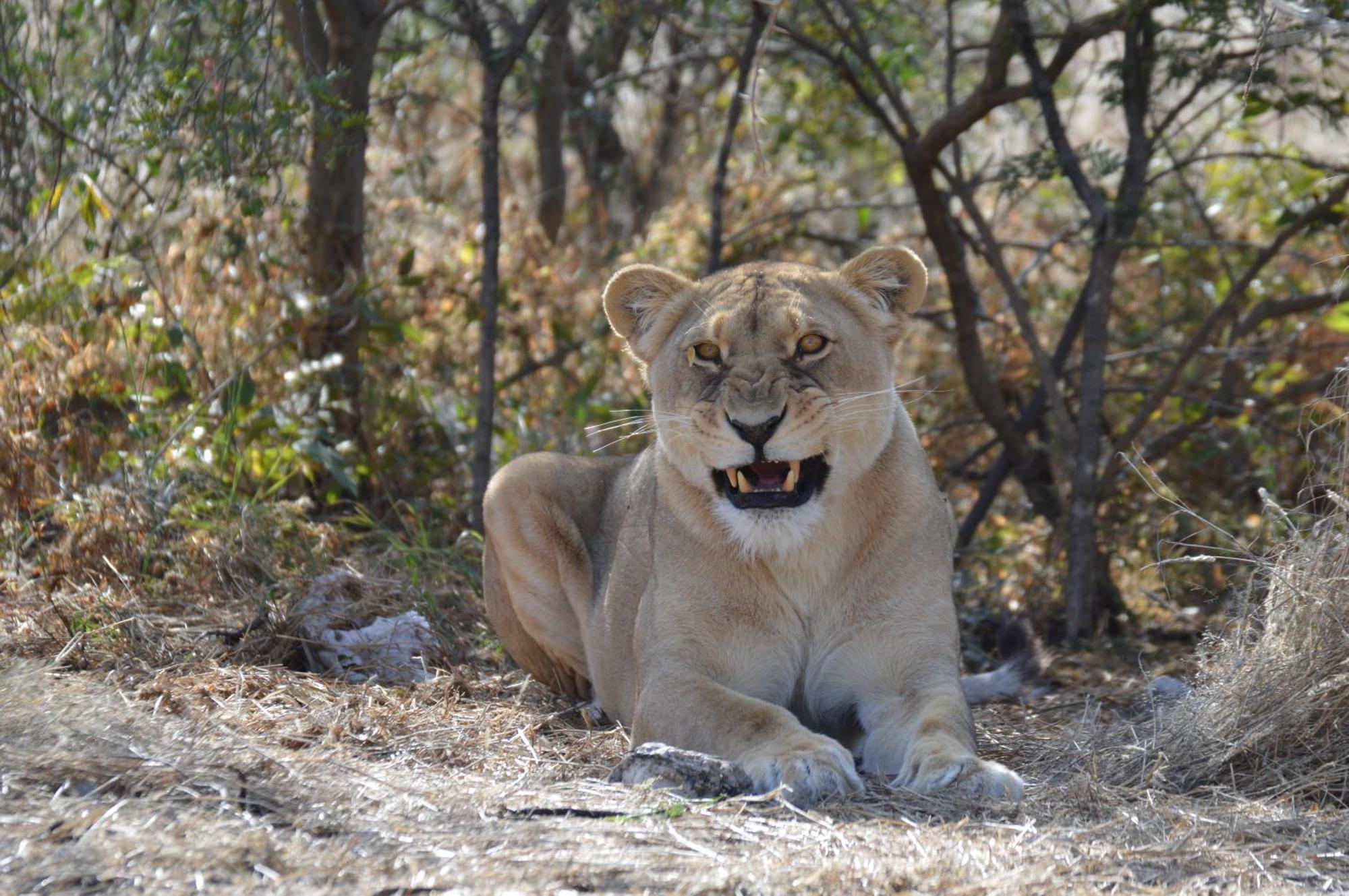 Aloegrove Safari Lodge Очиваронго Экстерьер фото