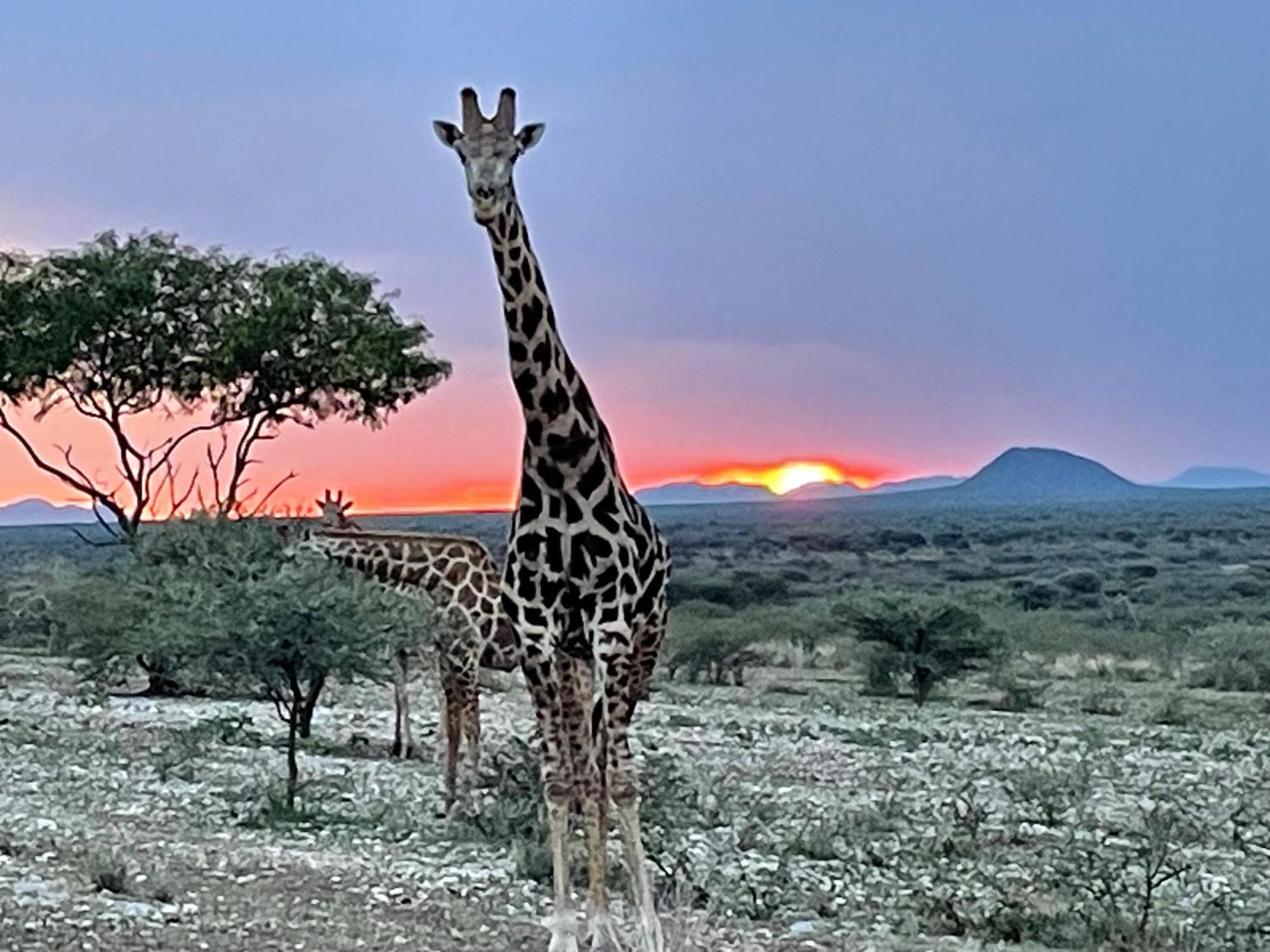 Aloegrove Safari Lodge Очиваронго Экстерьер фото