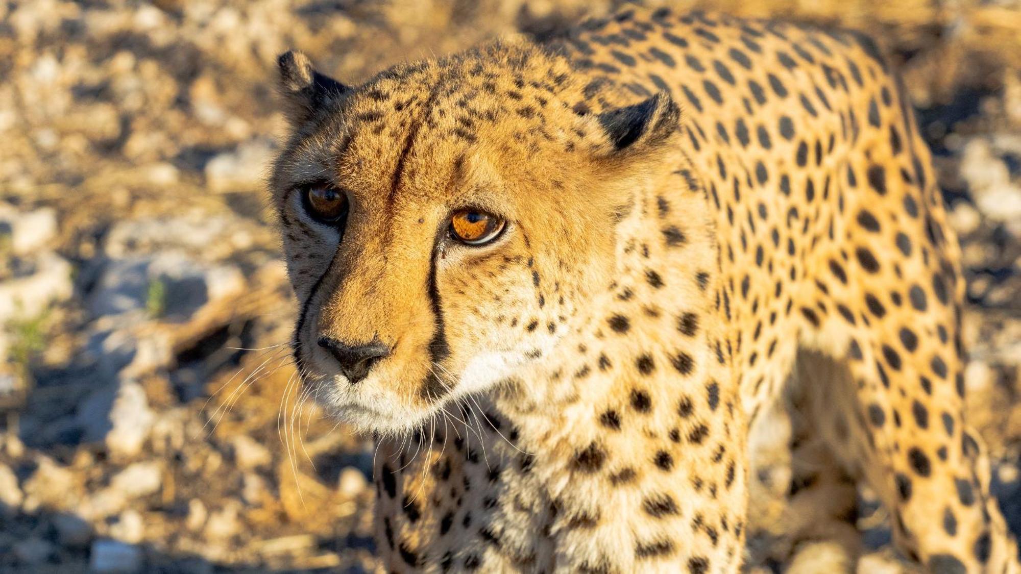 Aloegrove Safari Lodge Очиваронго Экстерьер фото