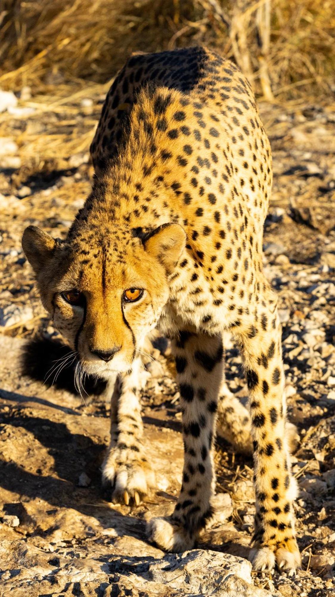 Aloegrove Safari Lodge Очиваронго Экстерьер фото