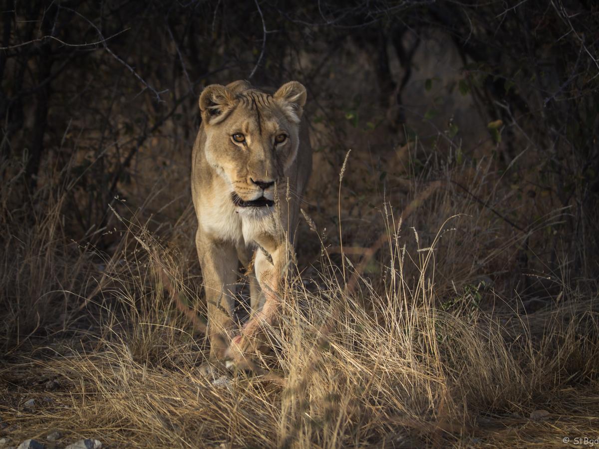 Aloegrove Safari Lodge Очиваронго Экстерьер фото
