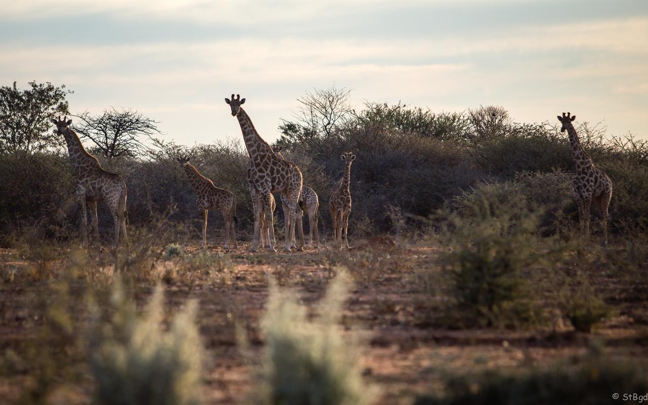 Aloegrove Safari Lodge Очиваронго Экстерьер фото