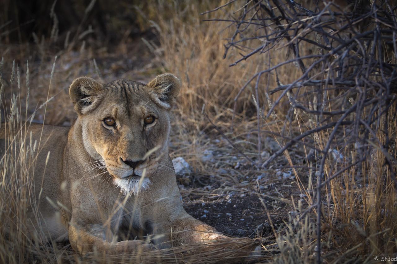 Aloegrove Safari Lodge Очиваронго Экстерьер фото
